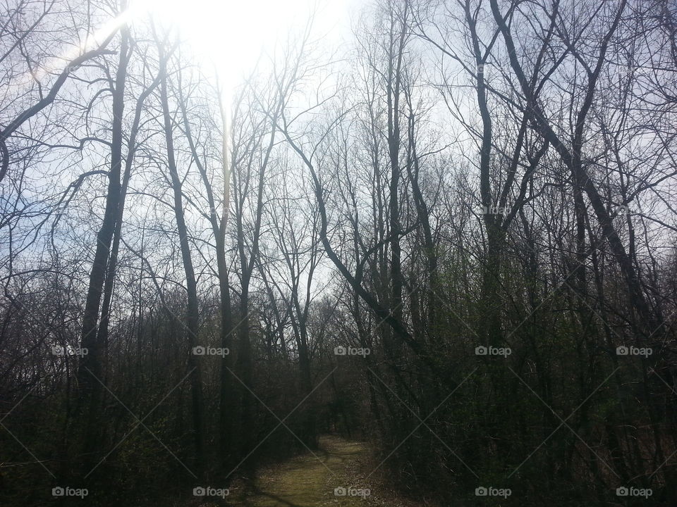 Tree, Landscape, Wood, Fog, Weather