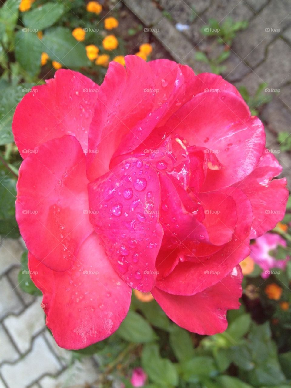 Rain roses