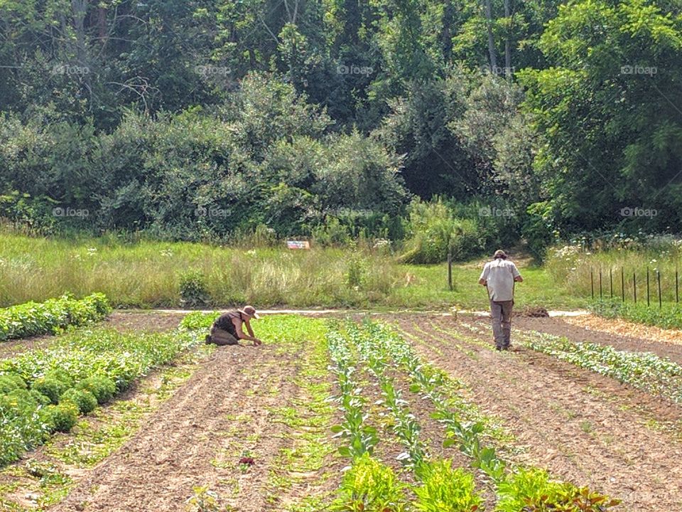 The Organic Farmers