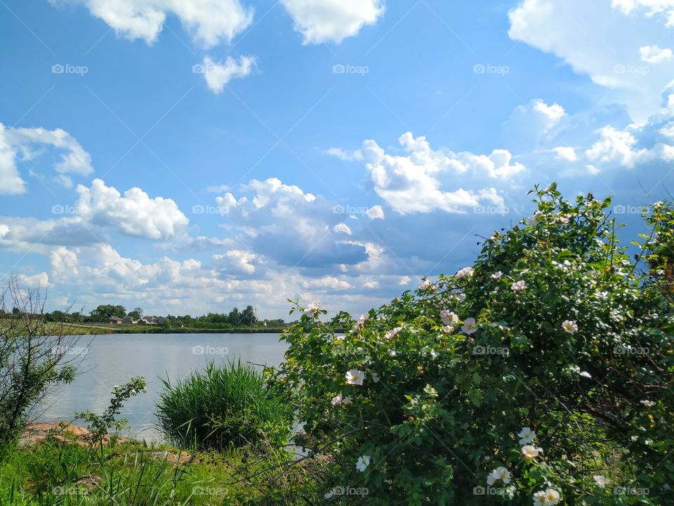 The dog-rose on the shore of pond