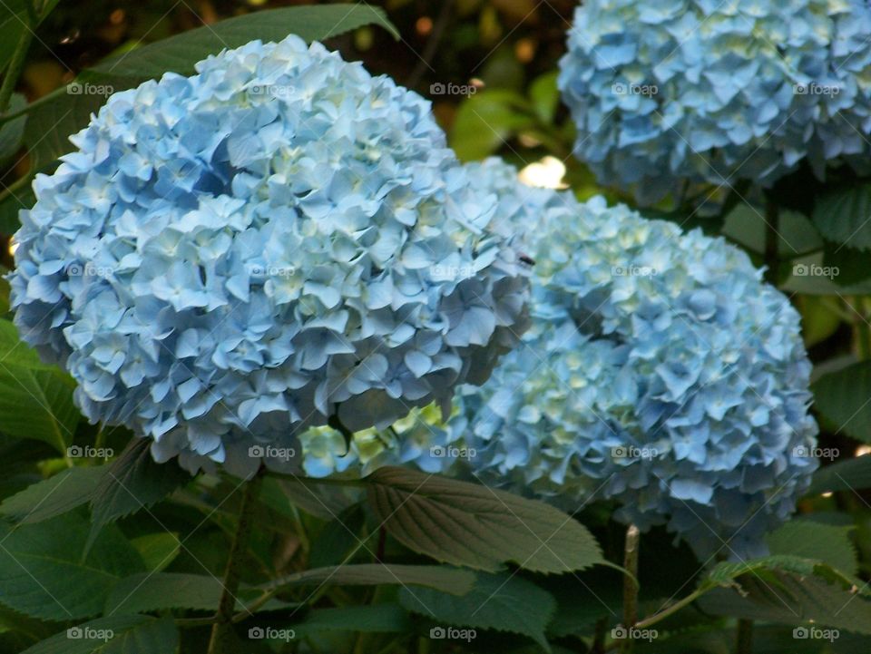 sky blue hydrangea