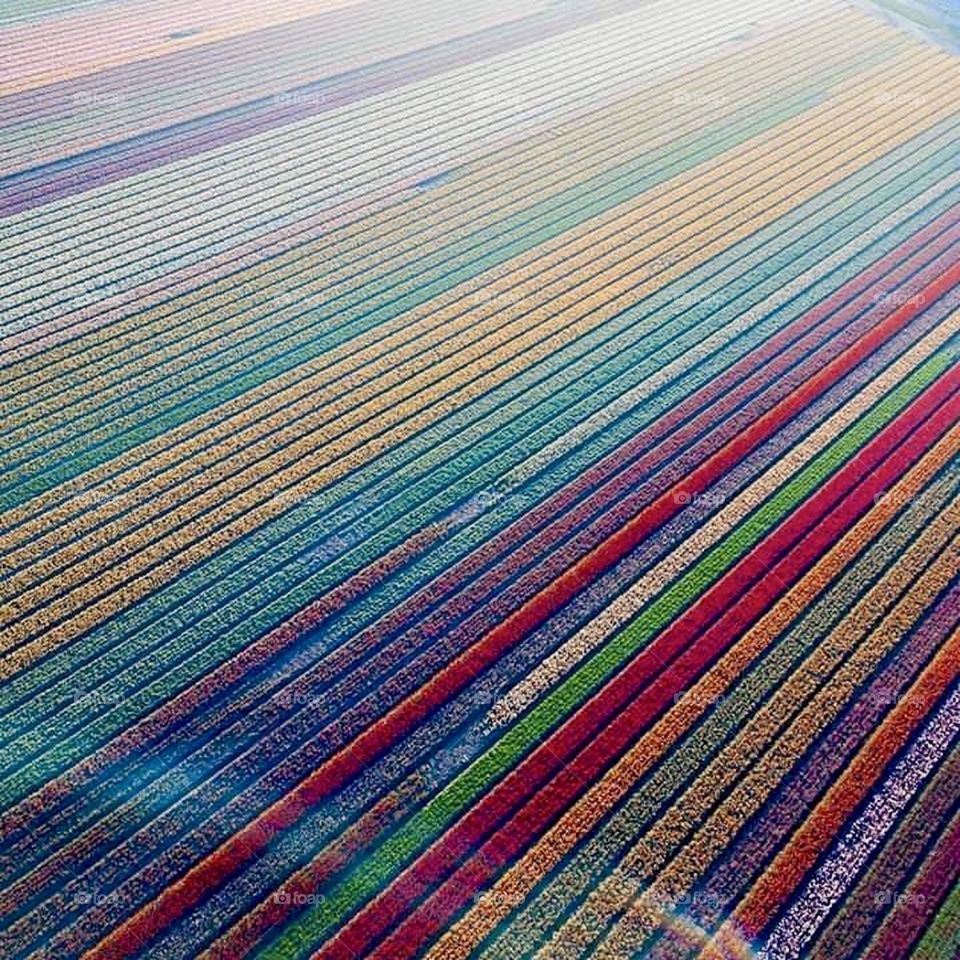 Beautiful colorful rainbrow spectrum flower field.