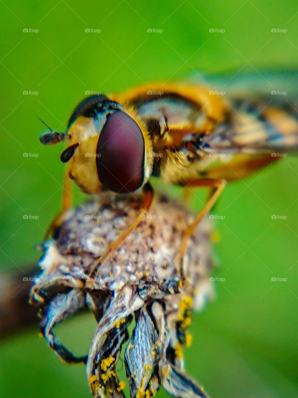 Insects_macro