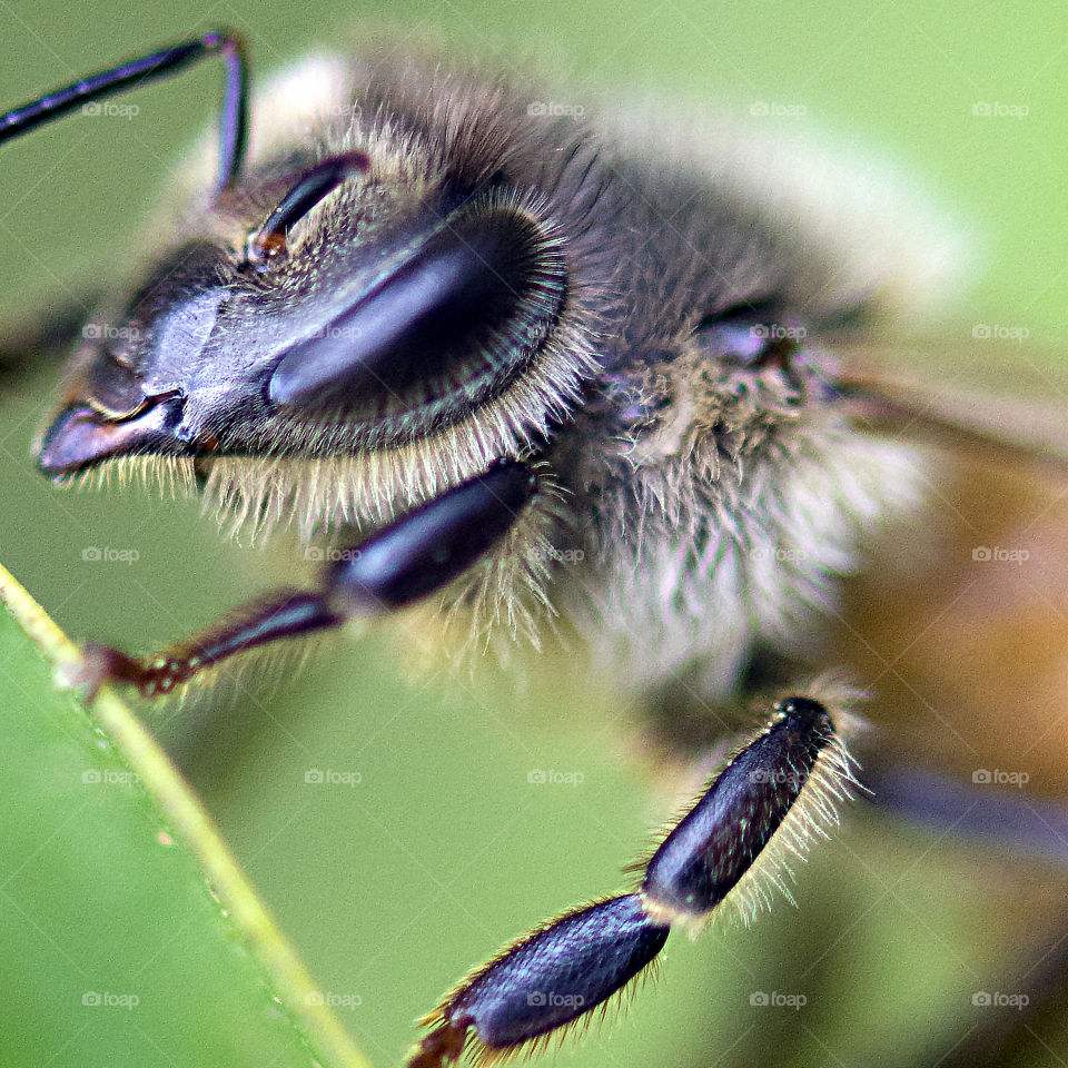 Macro of a honey bee on a green leaf 