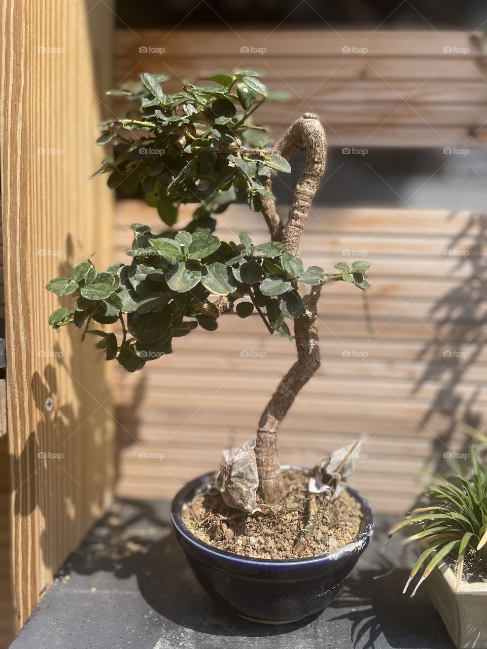 A potted plant with dark green leaves against a wooden background. The small plant is curved. /‘s only has leaves on the left side.