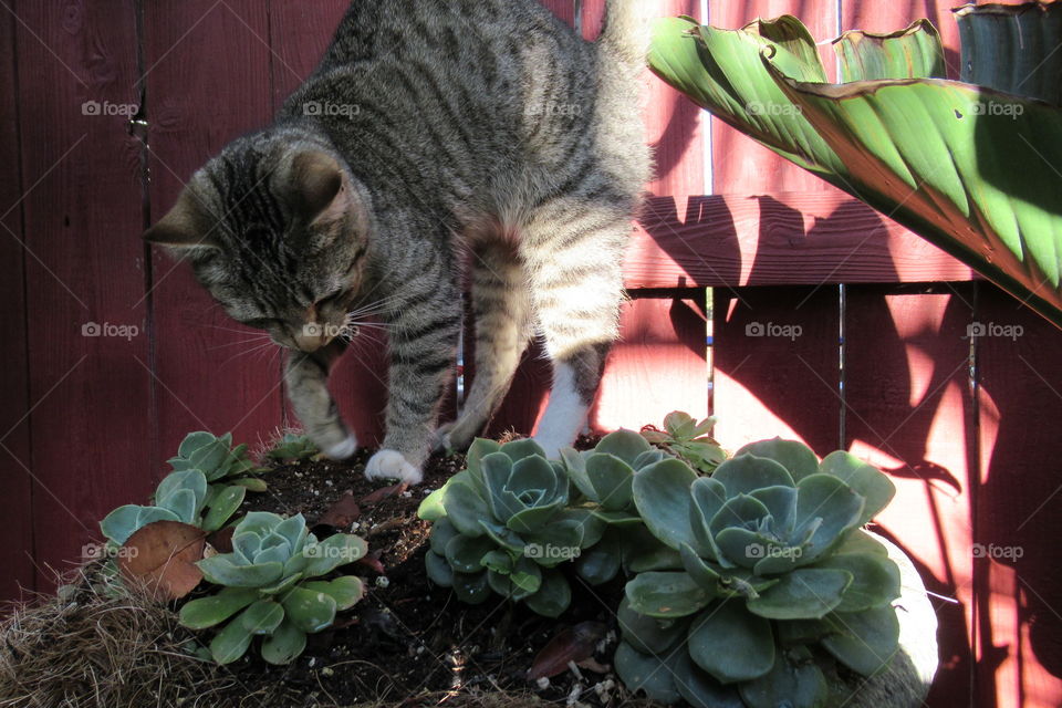 Kitty in the garden