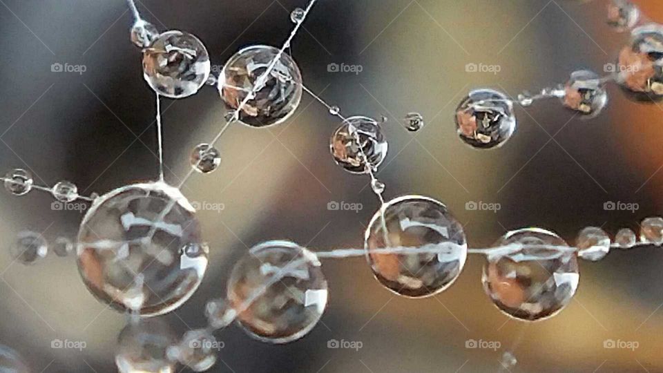 Rain Drops on Spider Web