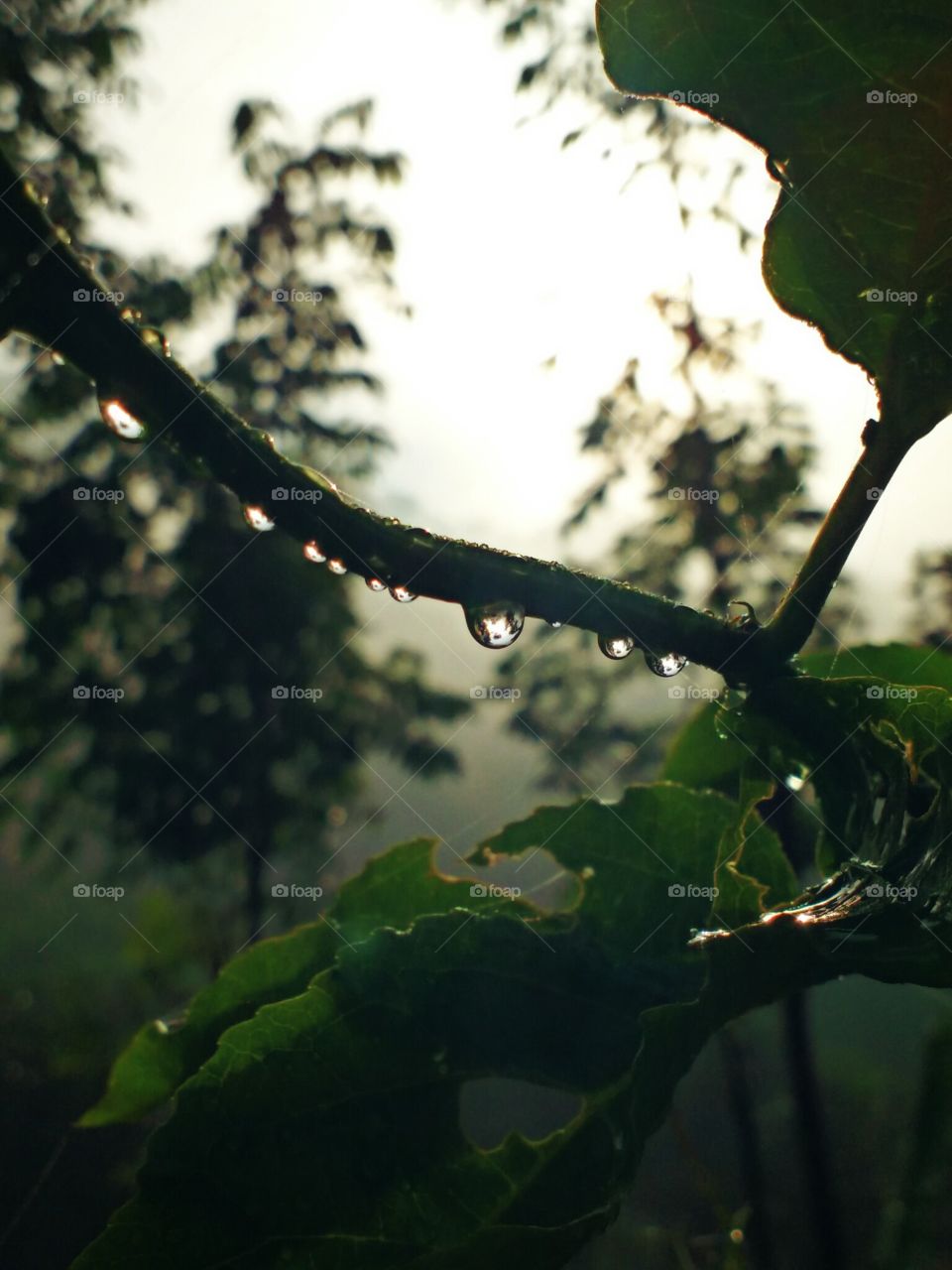 water drops