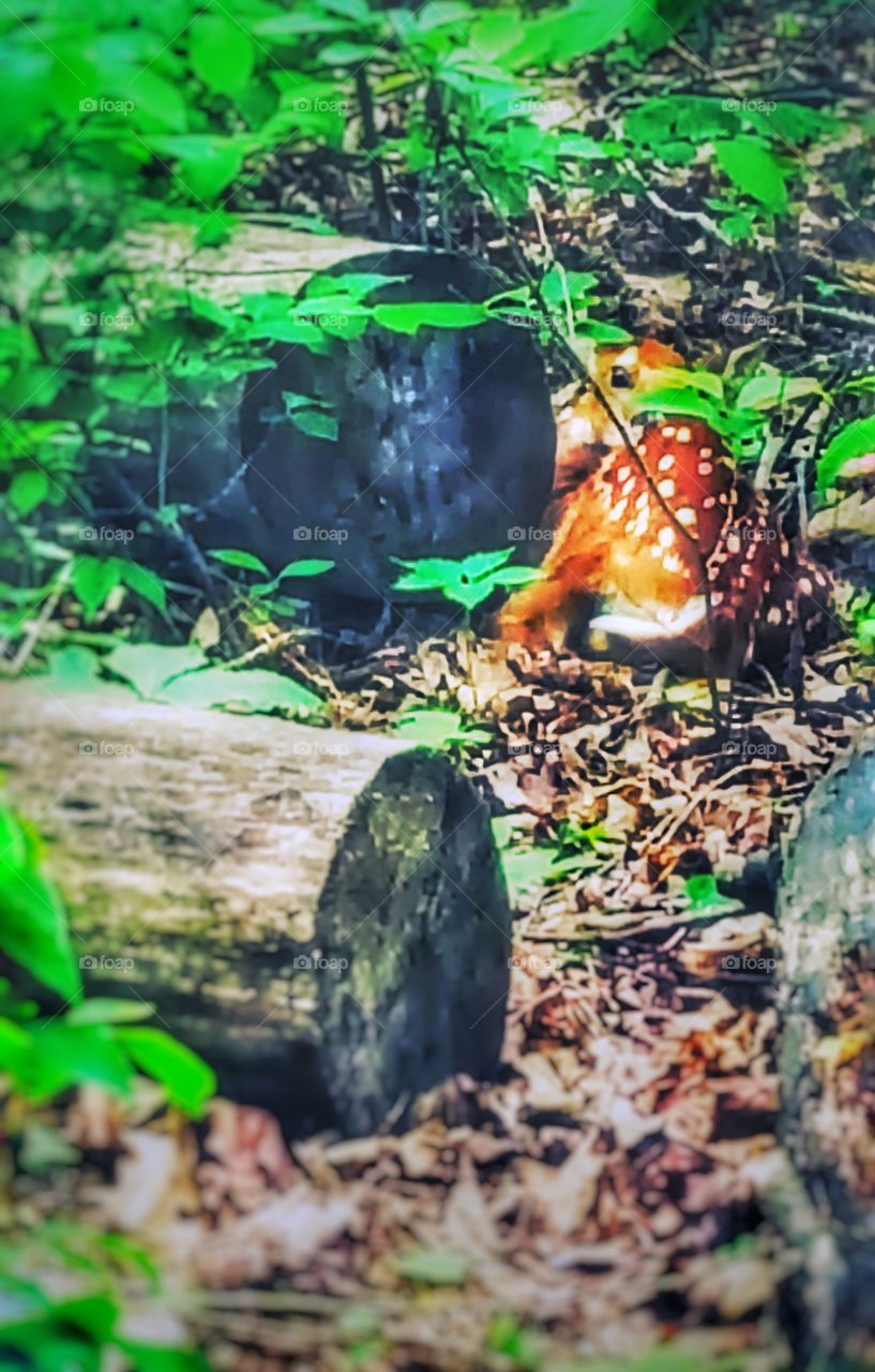 A baby deer curled up next to a log with Hope's of staying hidden, separated from her momma and patiently waiting for her return. She spots me as I slowly try to get as close as I can to capture the perfect moment.