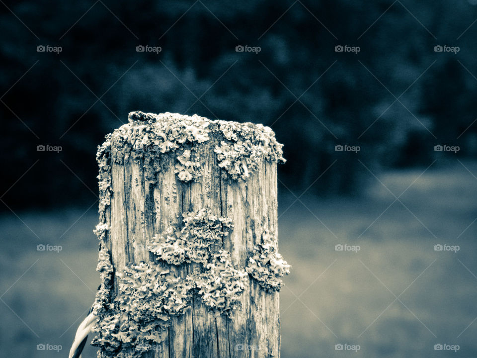 Wooden post