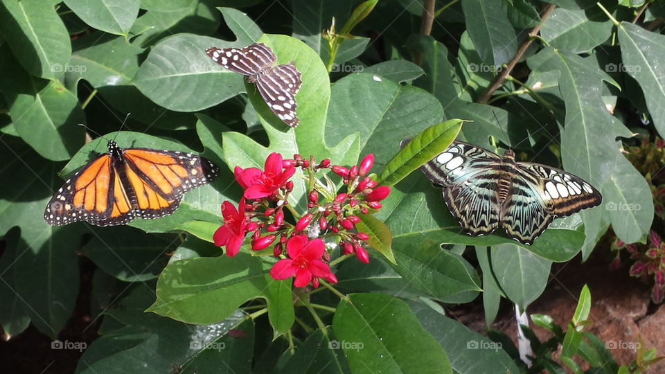 butterflies and flowers