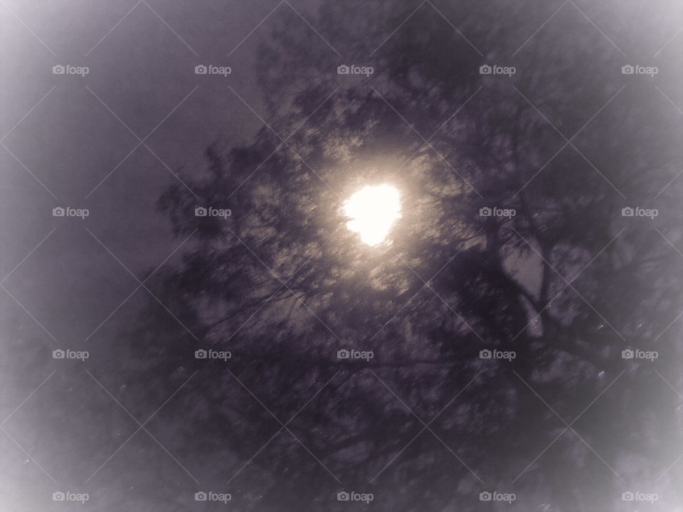 Bright Light in Tree at Night