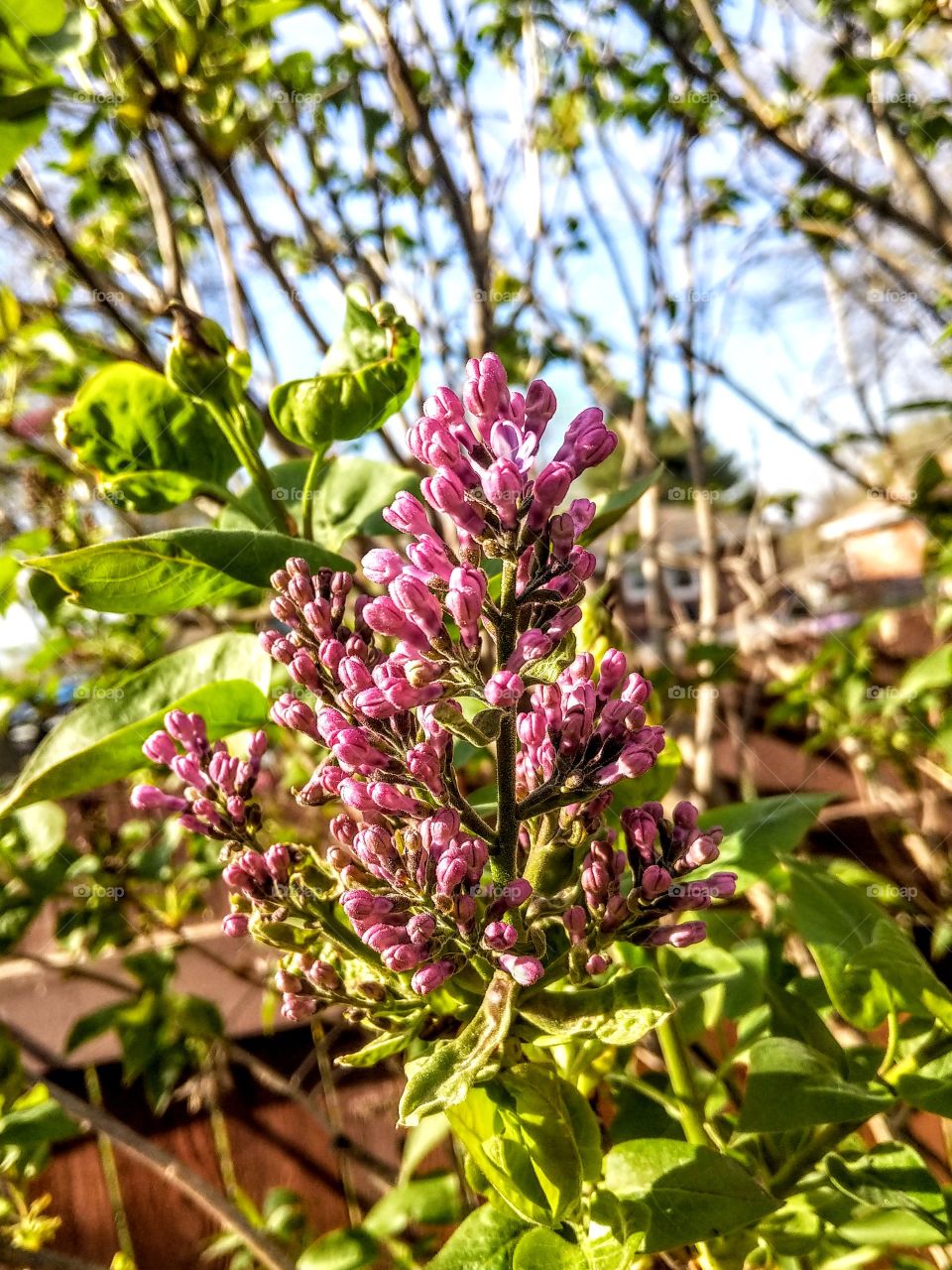 Lilac Buds