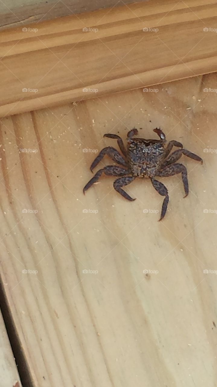 rock crab on my new dock