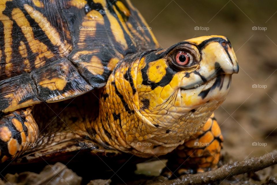 A male eastern box turtle making its way through the mud.