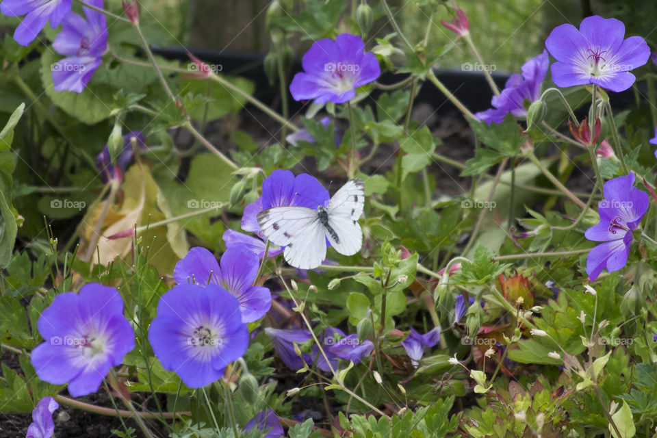 White butterfly on blue purple flowers 