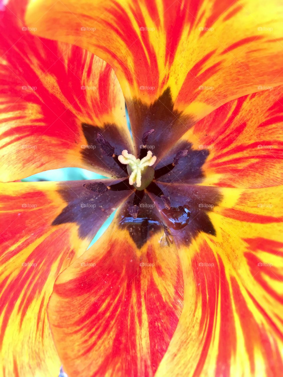 Orange tulip close up. 