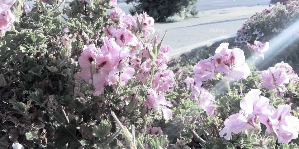 Light Pink Flowers