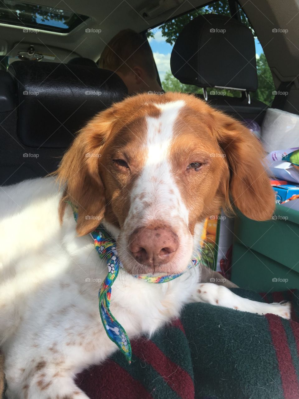 Brittany spaniel