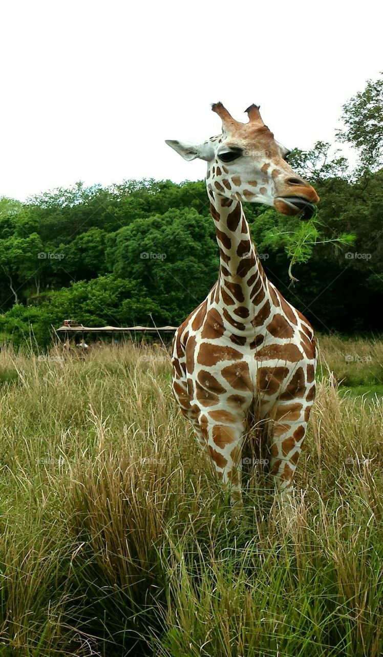 giraffe eating