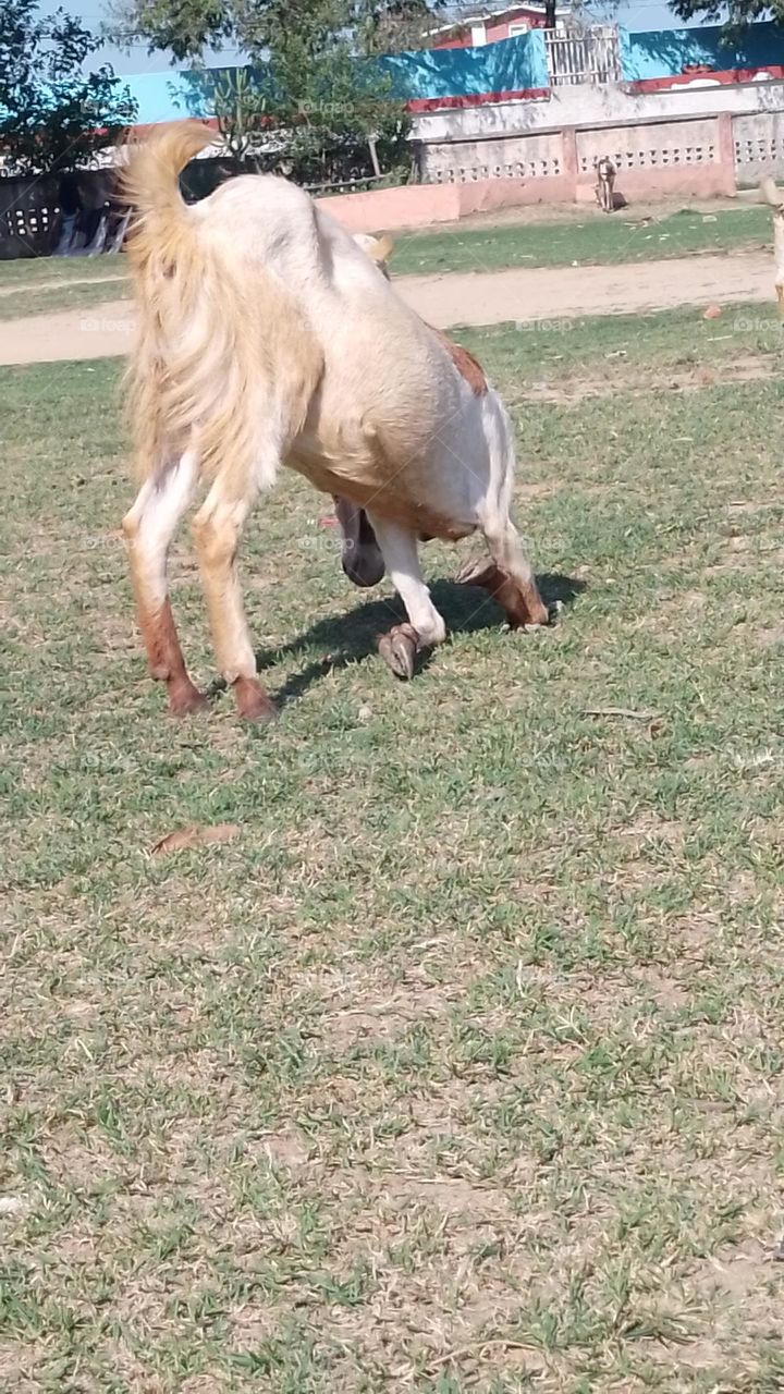 goat in field