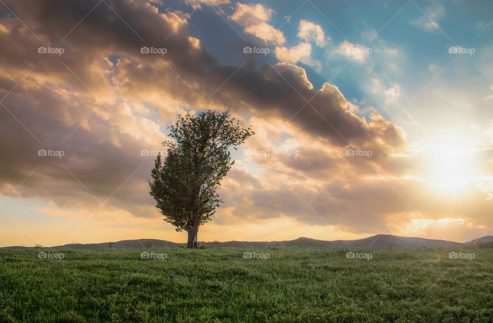 Tree on meadow against sky during sunset 