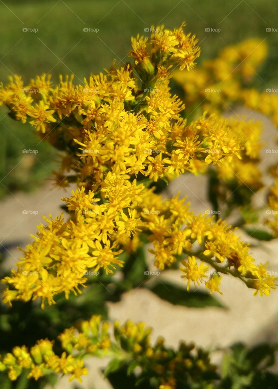 Bunch of yellow tiny flowers