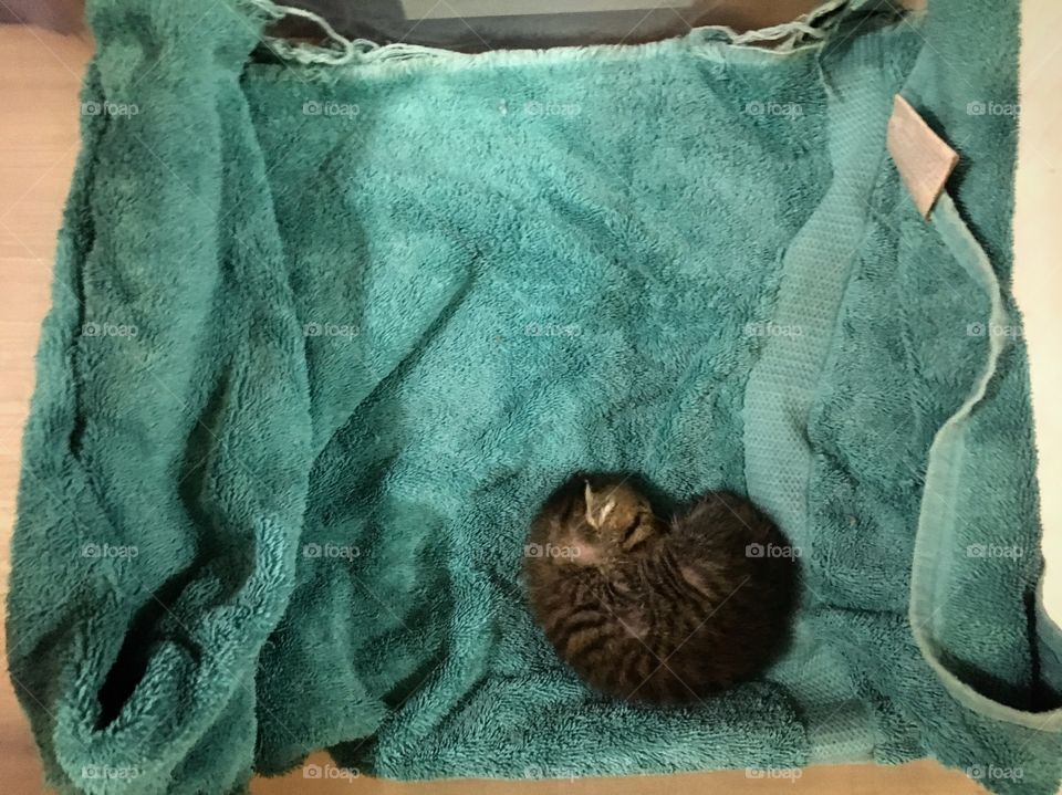 Rescued domestic short hair kitten.

Gray/brown tabby.