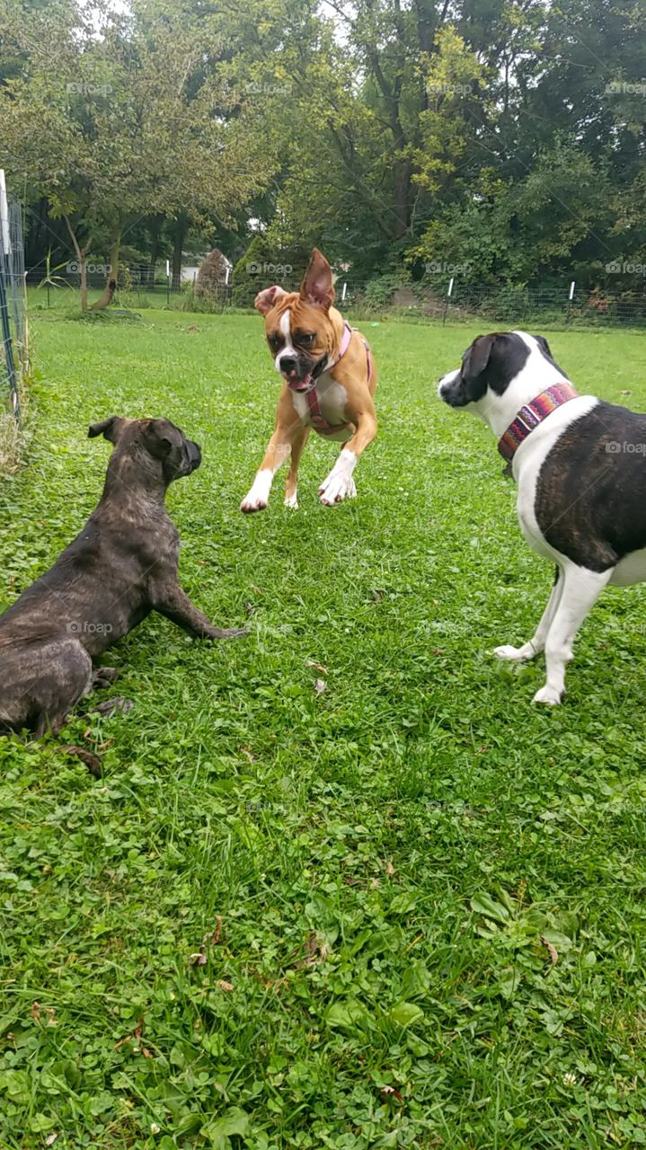 Dog, Pet, Canine, Mammal, Grass