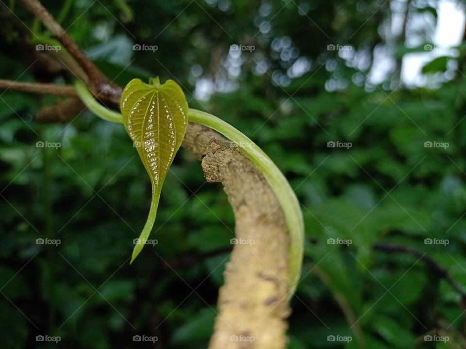 In monsoon climbing plants climb on tree in rainy days