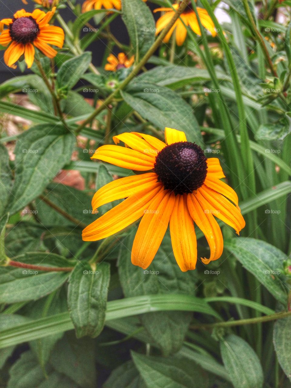 Beauty of the color yellow. Yellow flower in landscaped flower bed