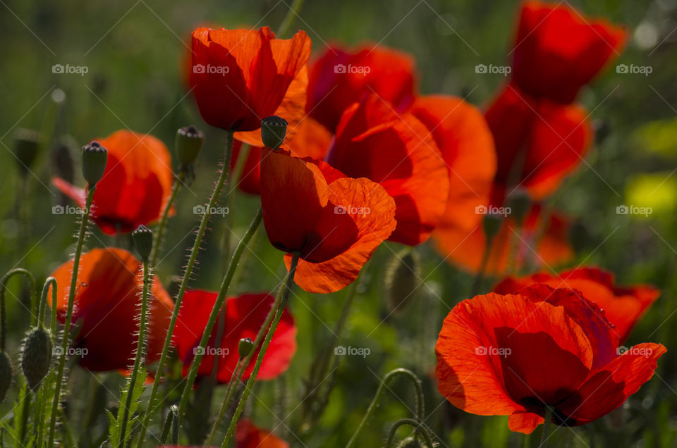 bright red poppies blowing in the wind