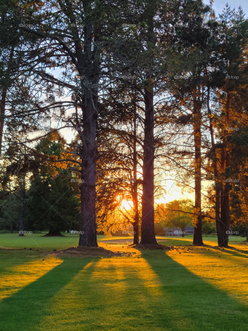 sunset through Oregon Trees