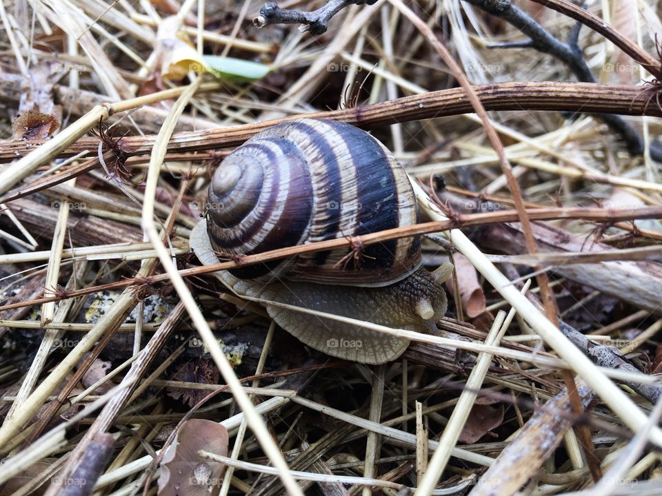The snail closeup. 