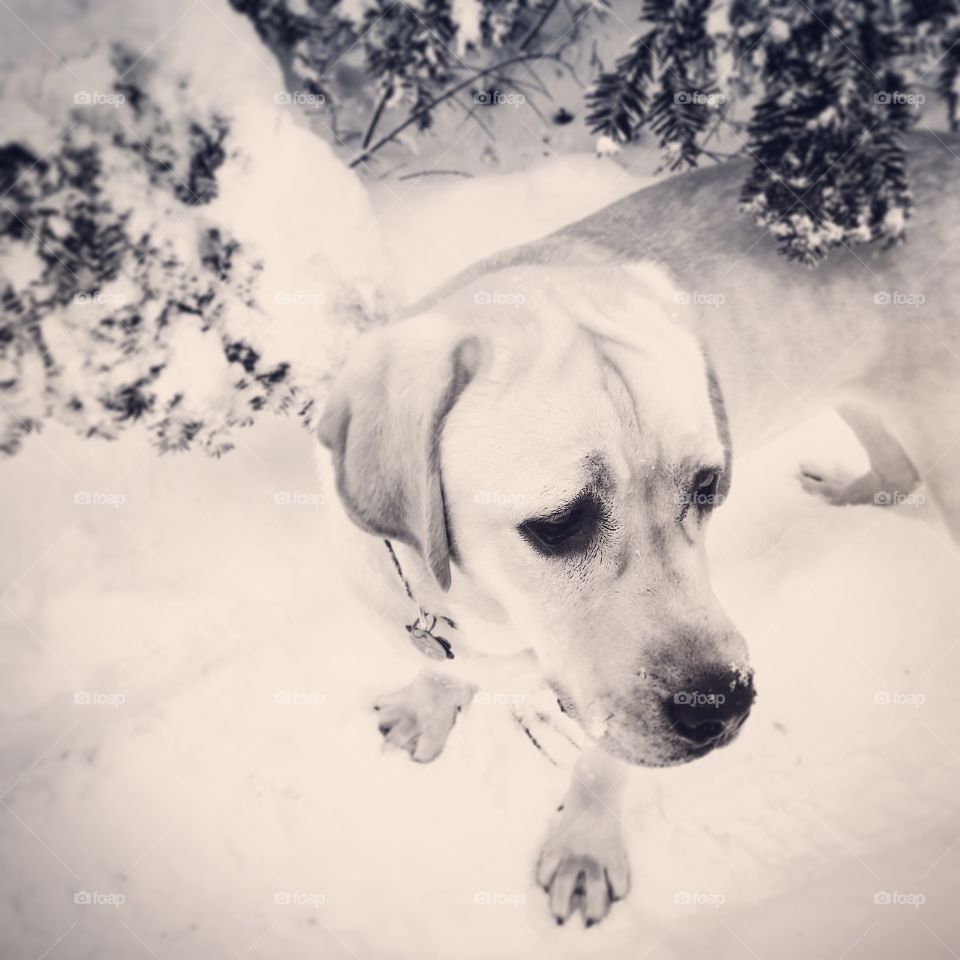 Dog in the snow.