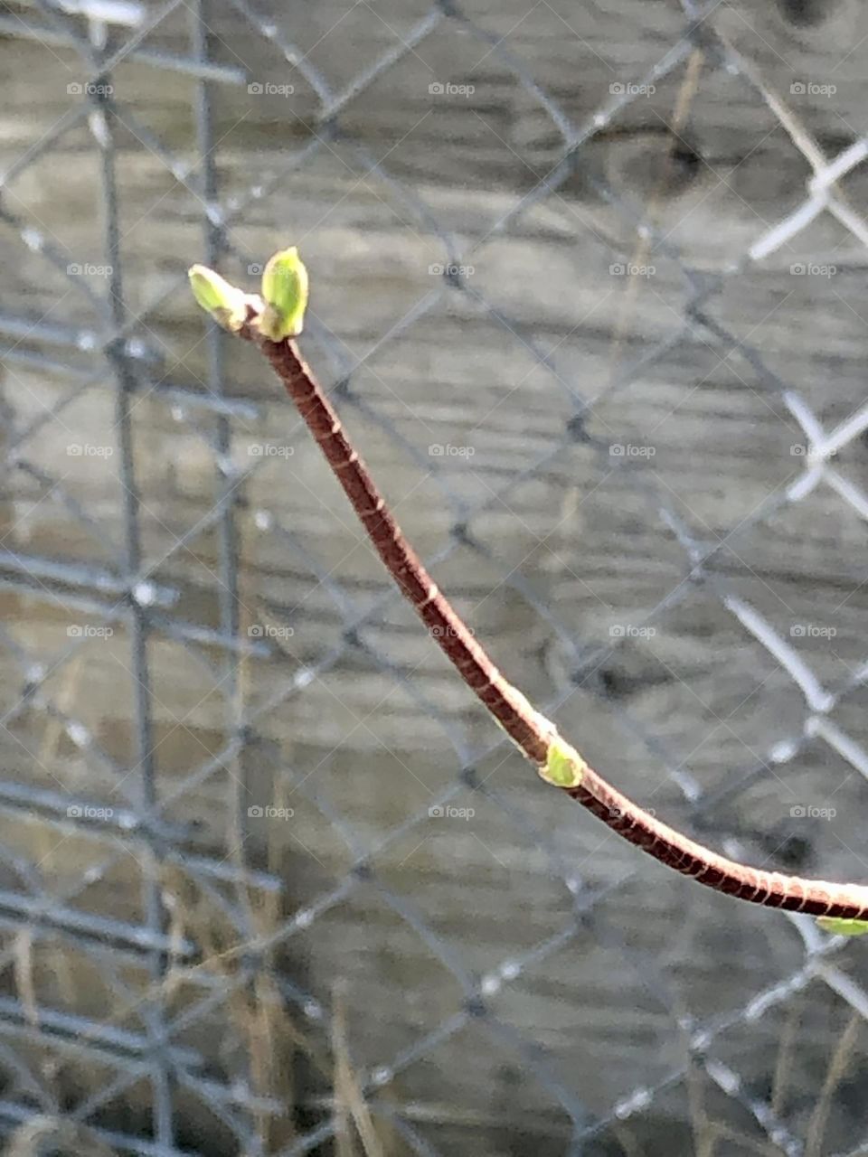 Budding twig
