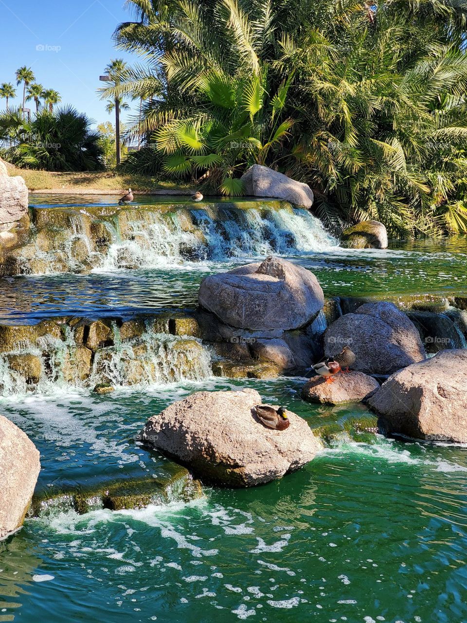 Three Ducks at the Waterfall