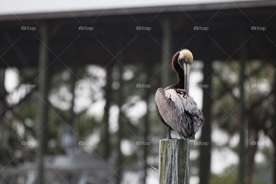 Bird, Wildlife, Nature, No Person, Animal