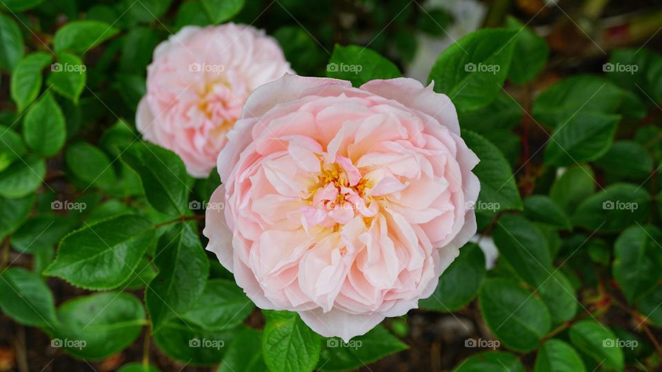 wonderful ... image🖼️
   Beautiful Flower🌼 Leaf🍁