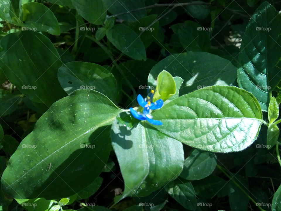 sky blue flower