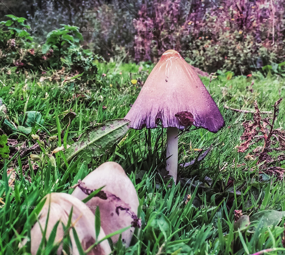 Small brittlestem mushroom growing out of the grass