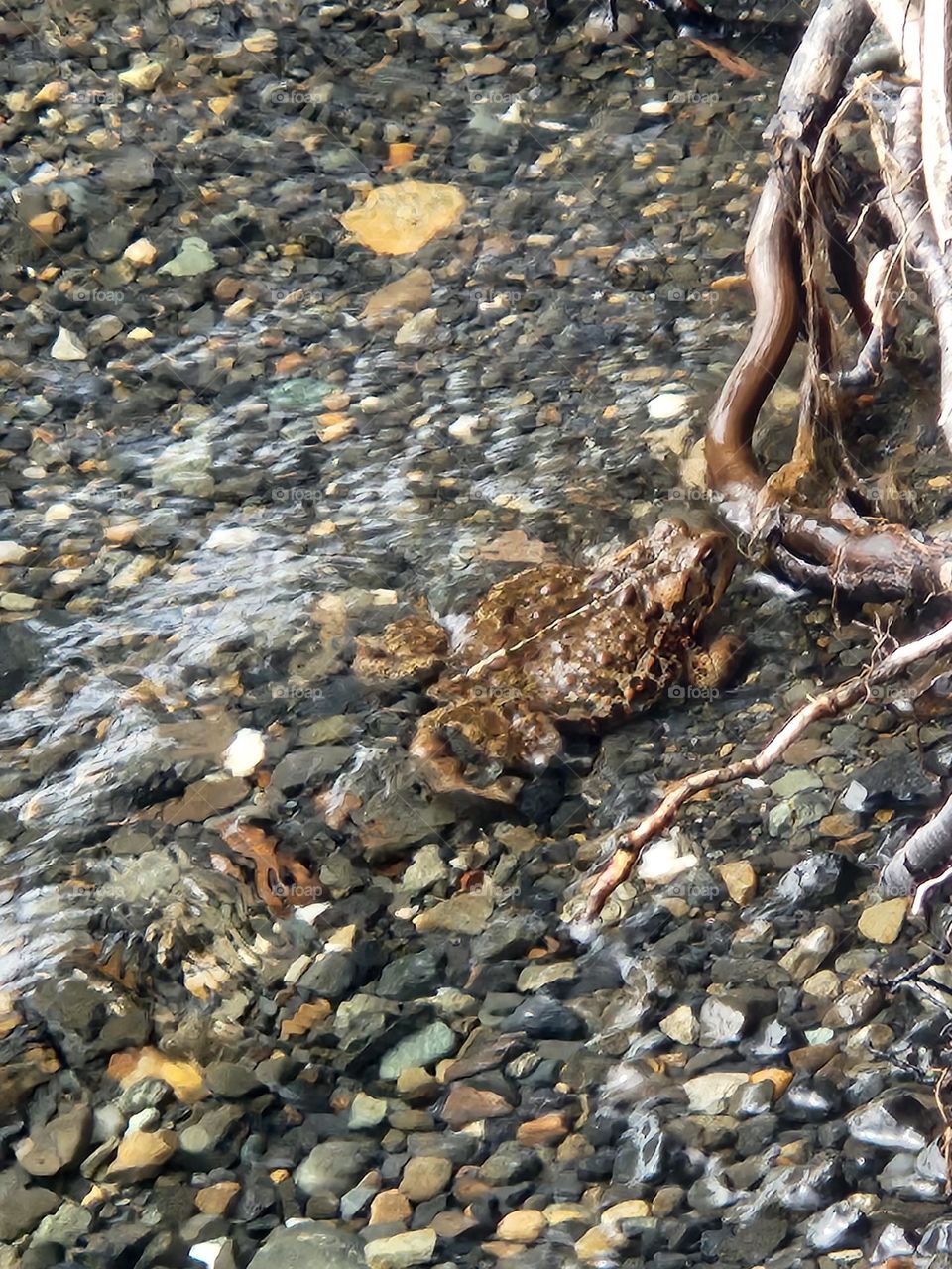 Toads in the river