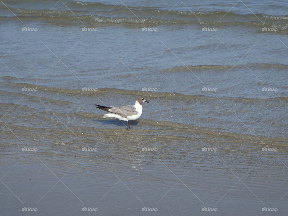 Galveston seagull