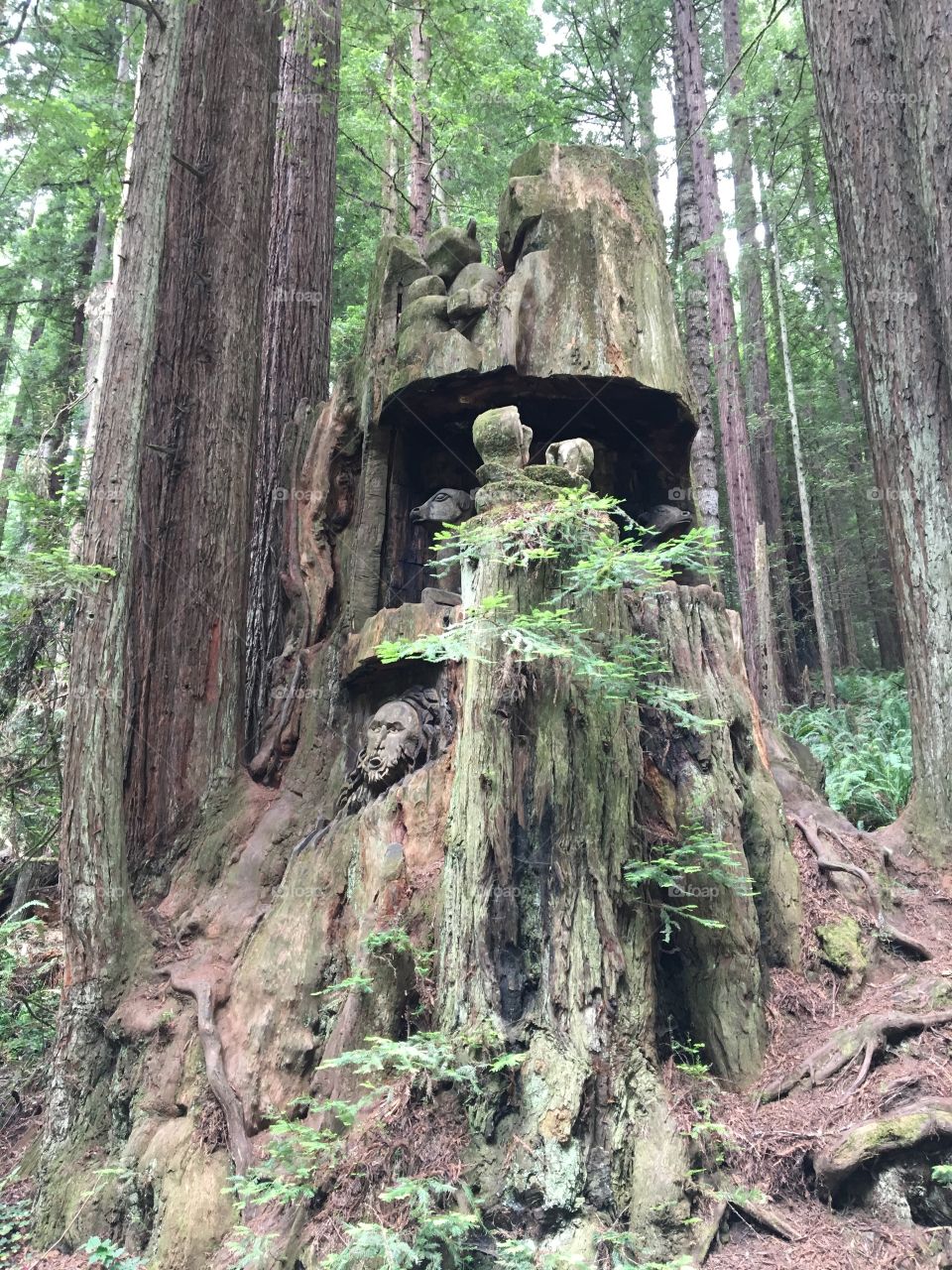 Redwood art
