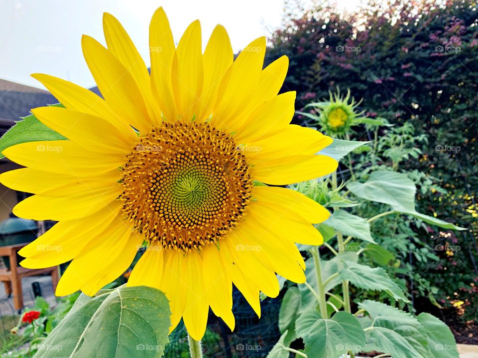 Summer Sunflower - The giant flower on sunflowers is made up of many tiny blooms. The center of the sunflower, where the seeds develop, is made up of tiny blossoms that bees love