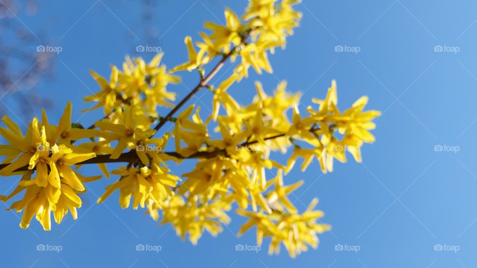 Yellow and blue marriage