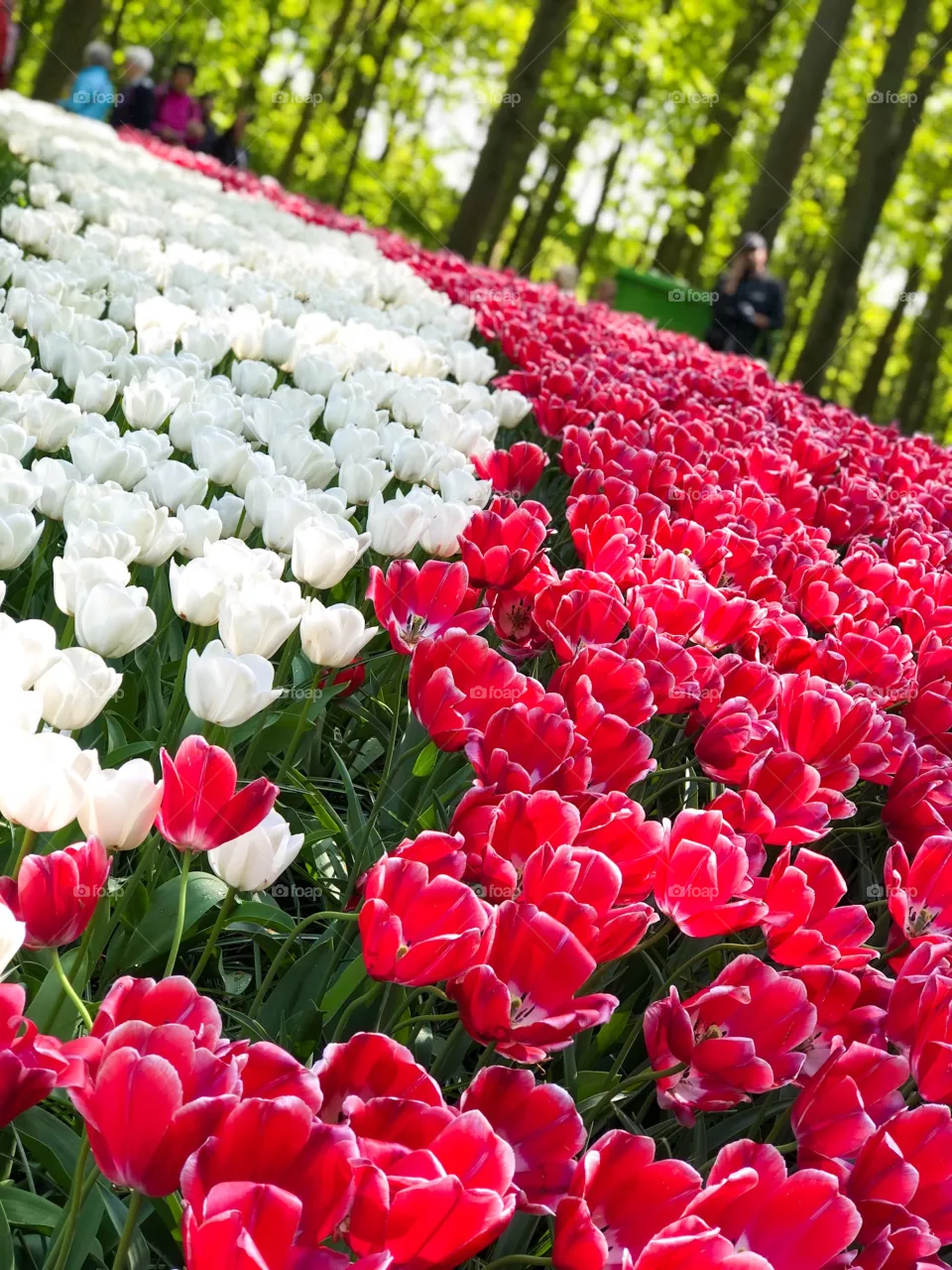 Tulipas 