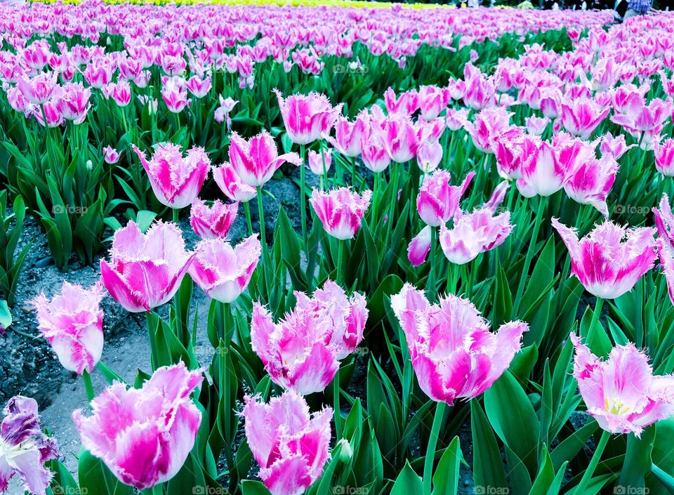 tulip park in japan