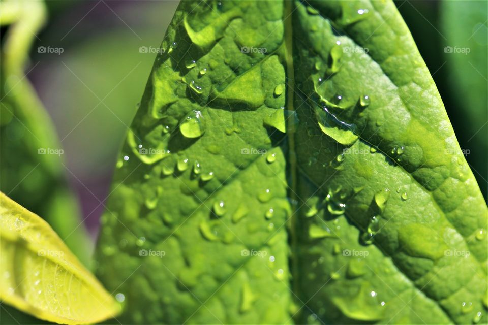 closeup of watered leaf