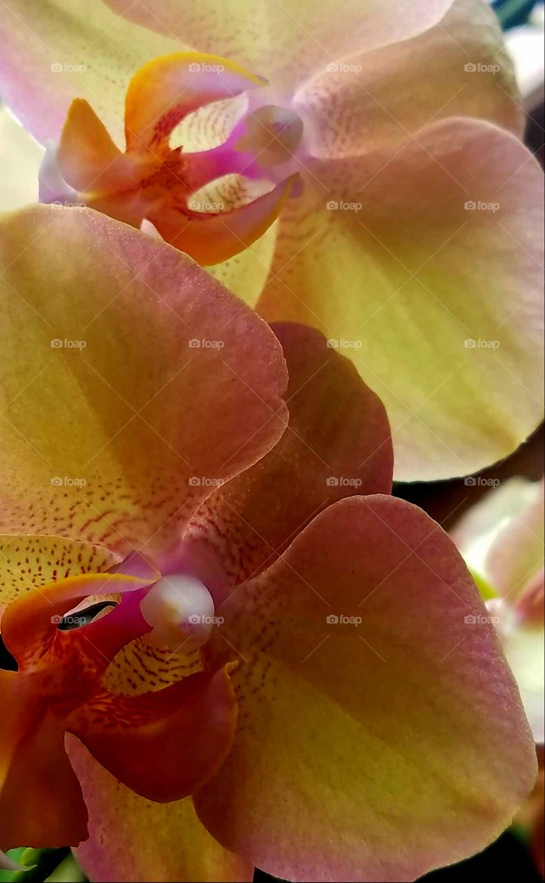 orchids closeup